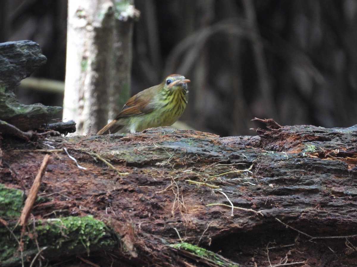 Pin-striped Tit-Babbler - ML645153814