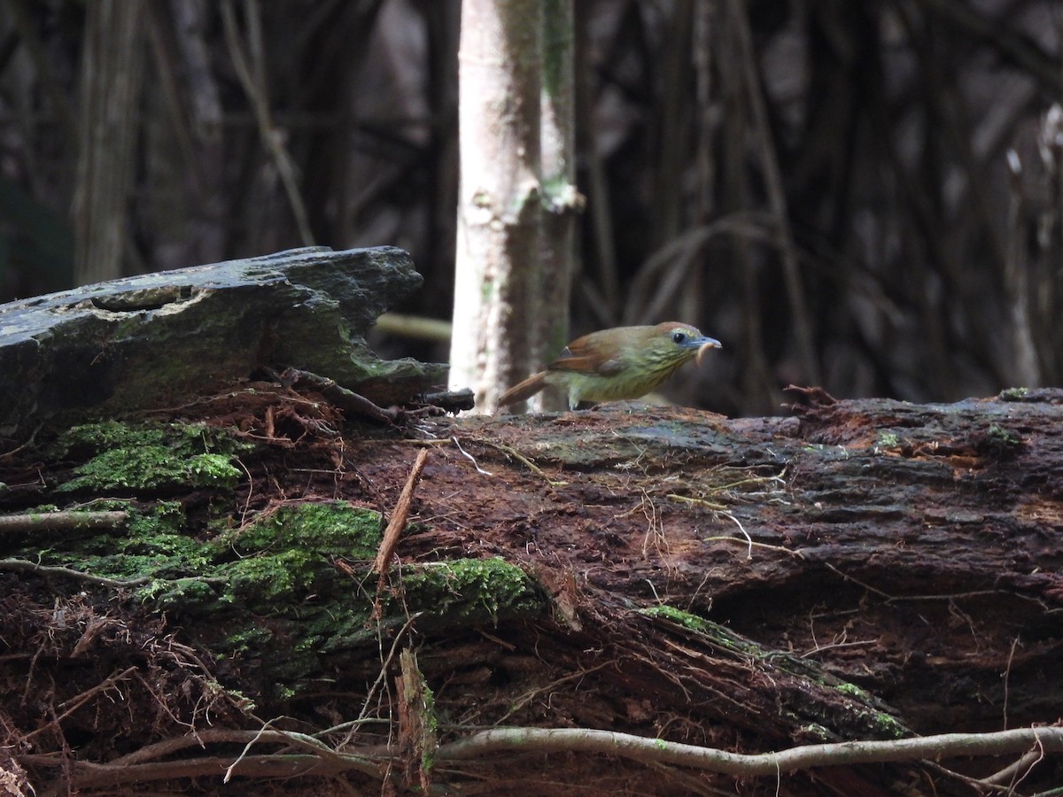 Pin-striped Tit-Babbler - ML645153815