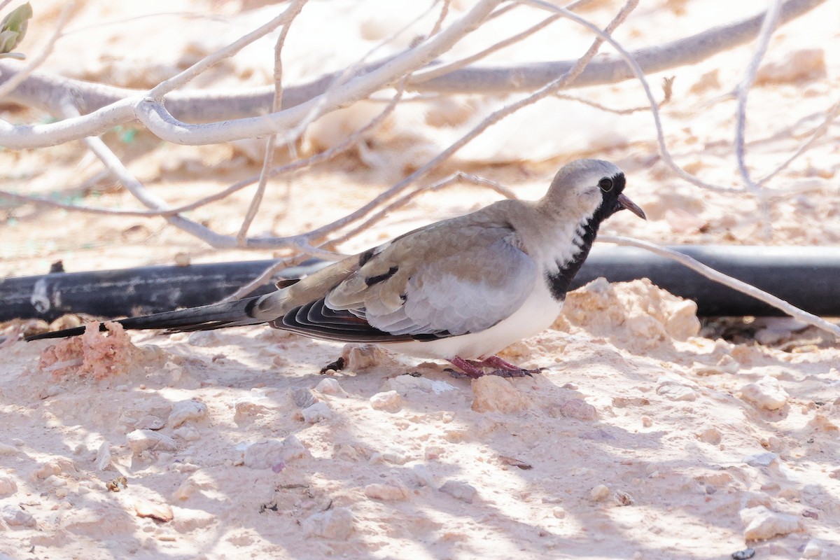 Namaqua Dove - ML645153875