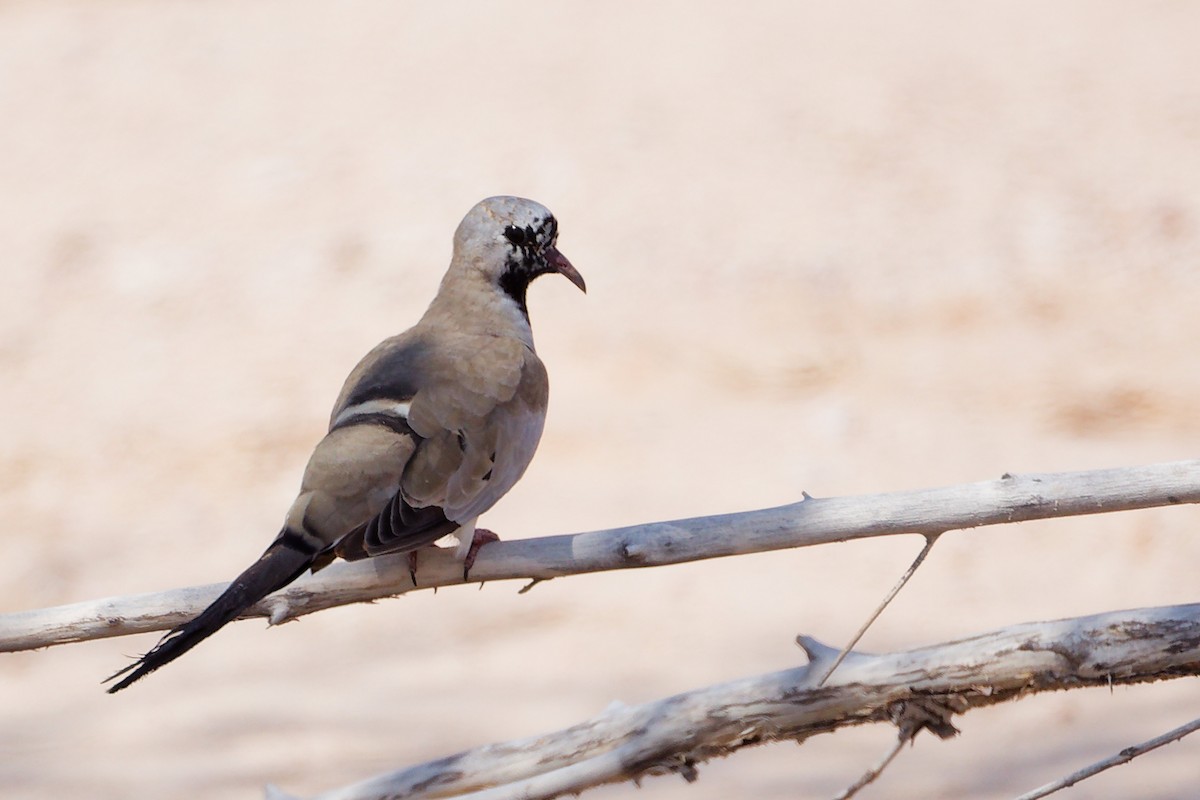 Namaqua Dove - ML645153878