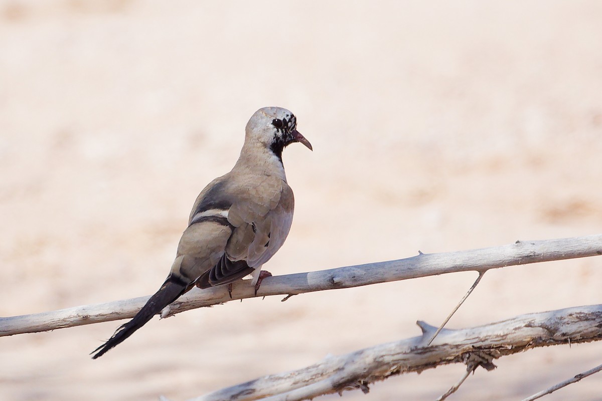 Namaqua Dove - ML645153880