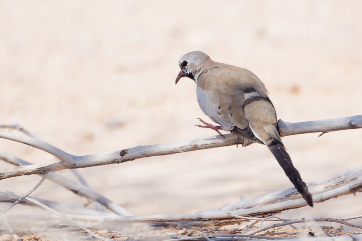 Namaqua Dove - ML645153884