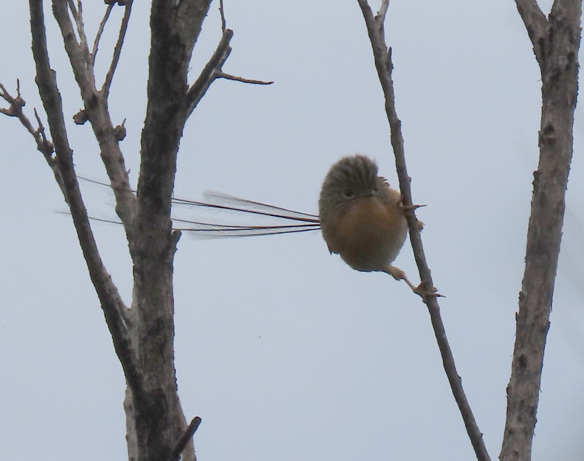 Southern Emuwren - ML645153888