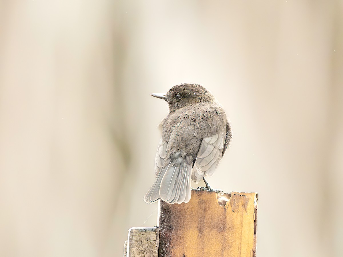 Vermilion Flycatcher - ML645153889