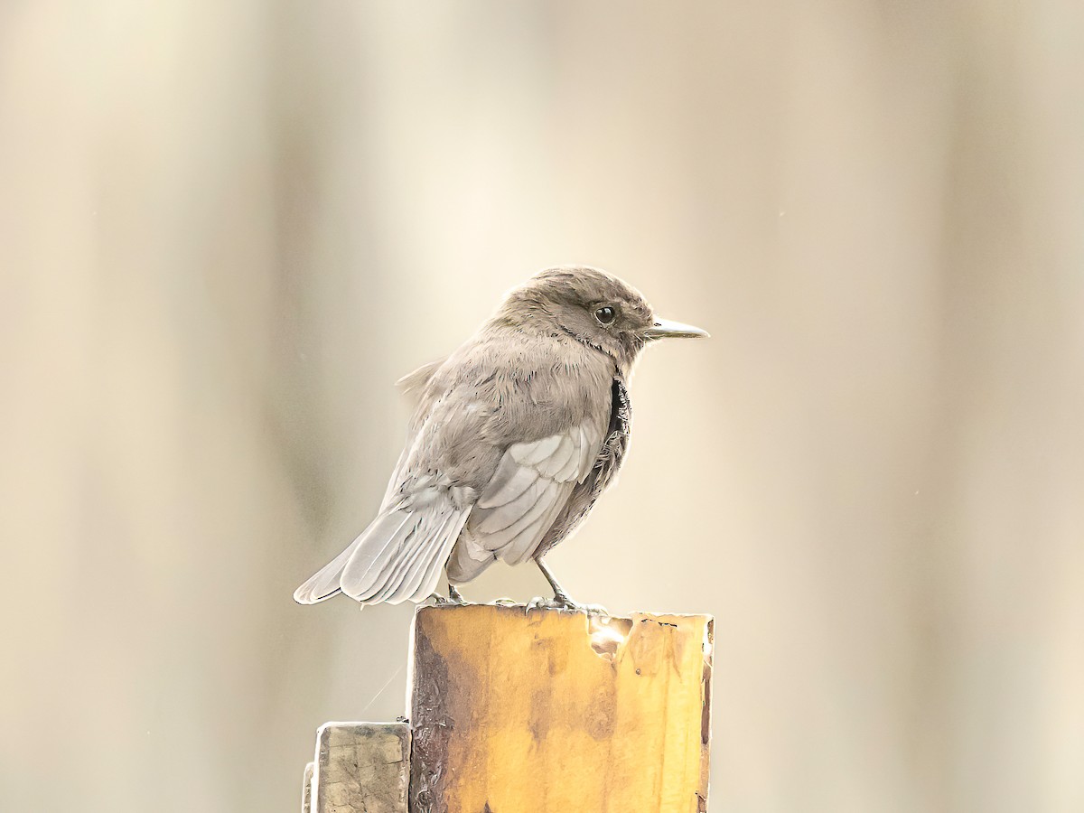 Vermilion Flycatcher - ML645153890