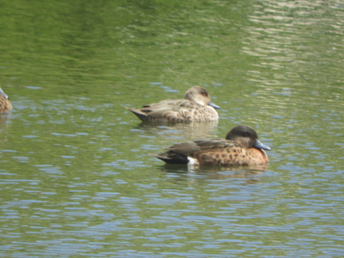 Chestnut Teal - ML645153891