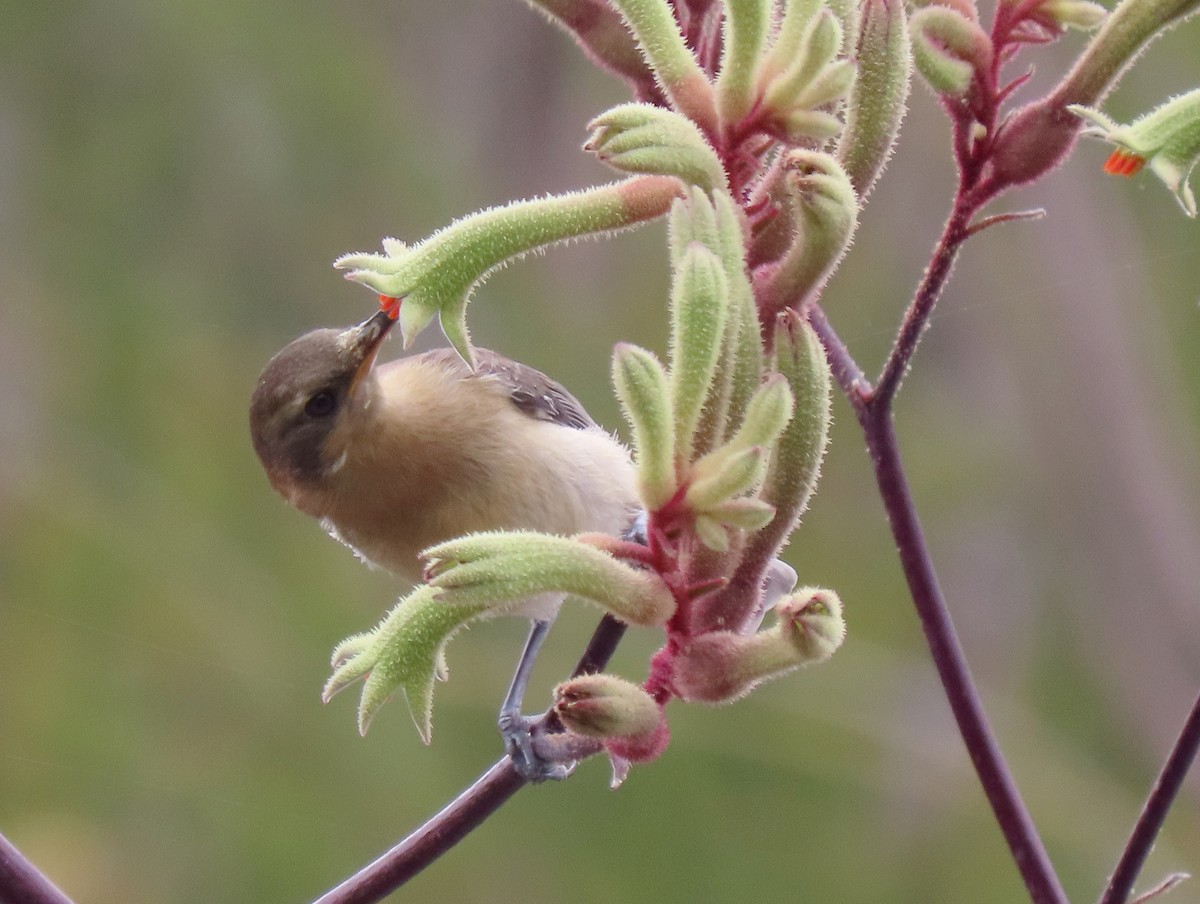 Western Spinebill - ML645153892