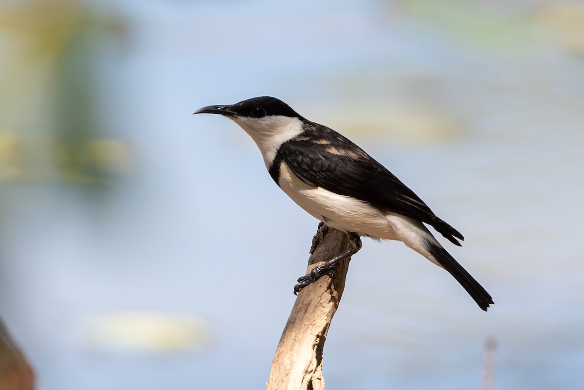 Banded Honeyeater - ML645153893