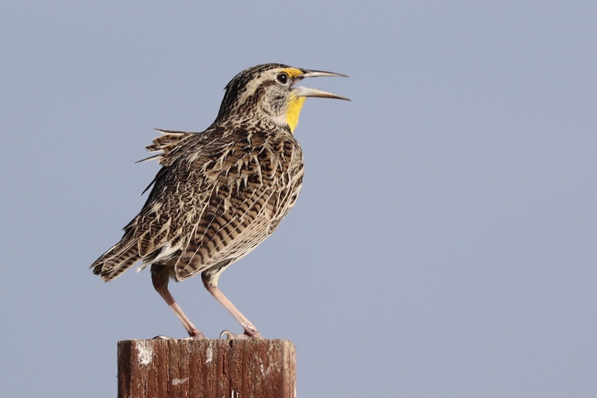 Western Meadowlark - ML645153894