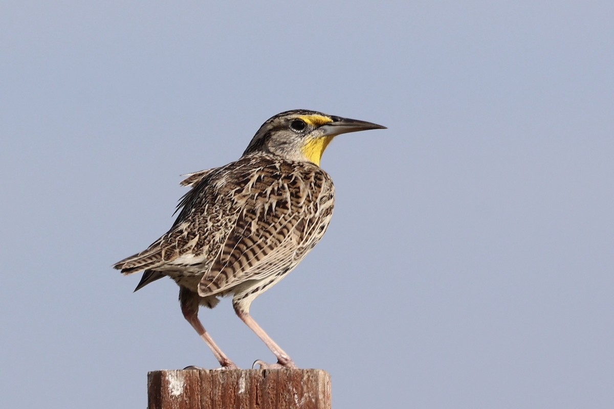 Western Meadowlark - ML645153895