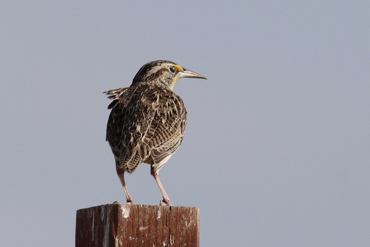 Western Meadowlark - ML645153896