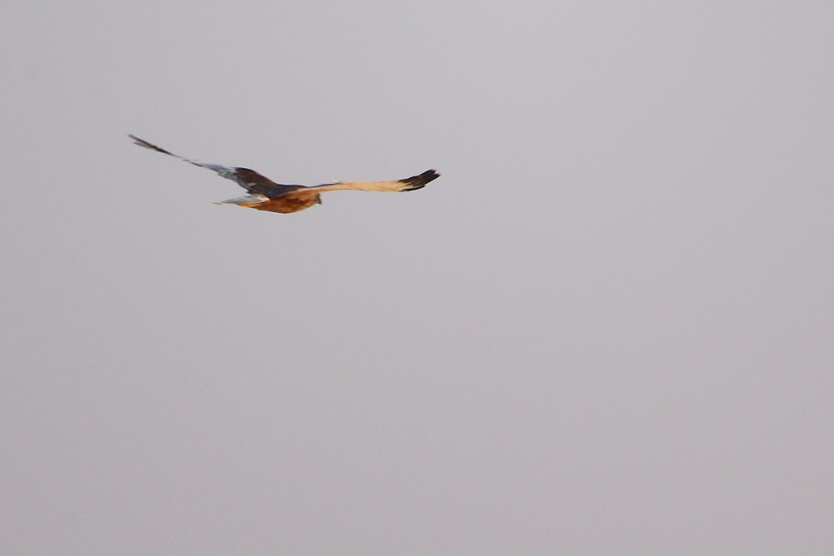 Western Marsh Harrier - ML645153897