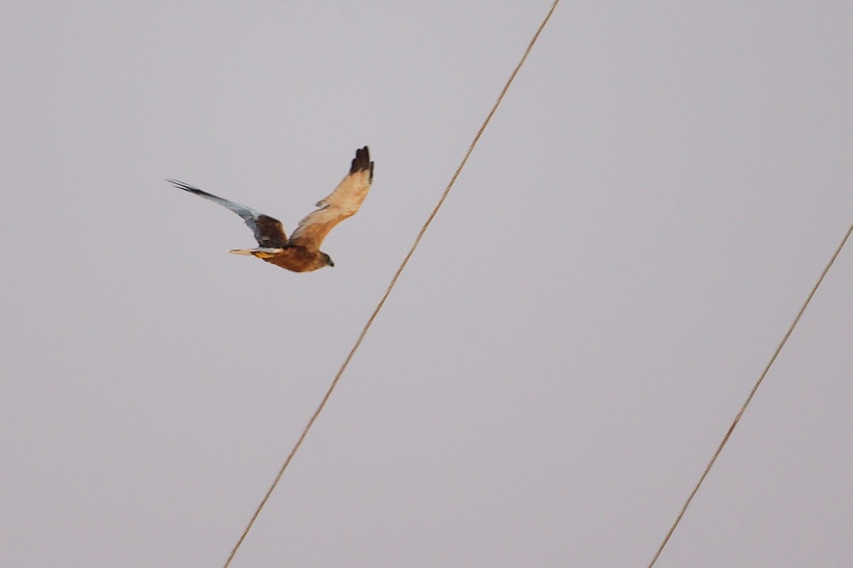 Western Marsh Harrier - ML645153898