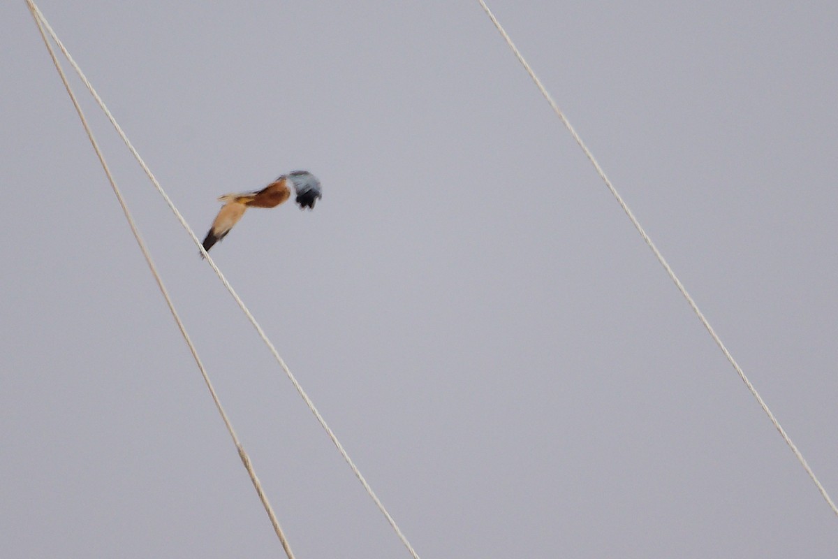 Western Marsh Harrier - ML645153899