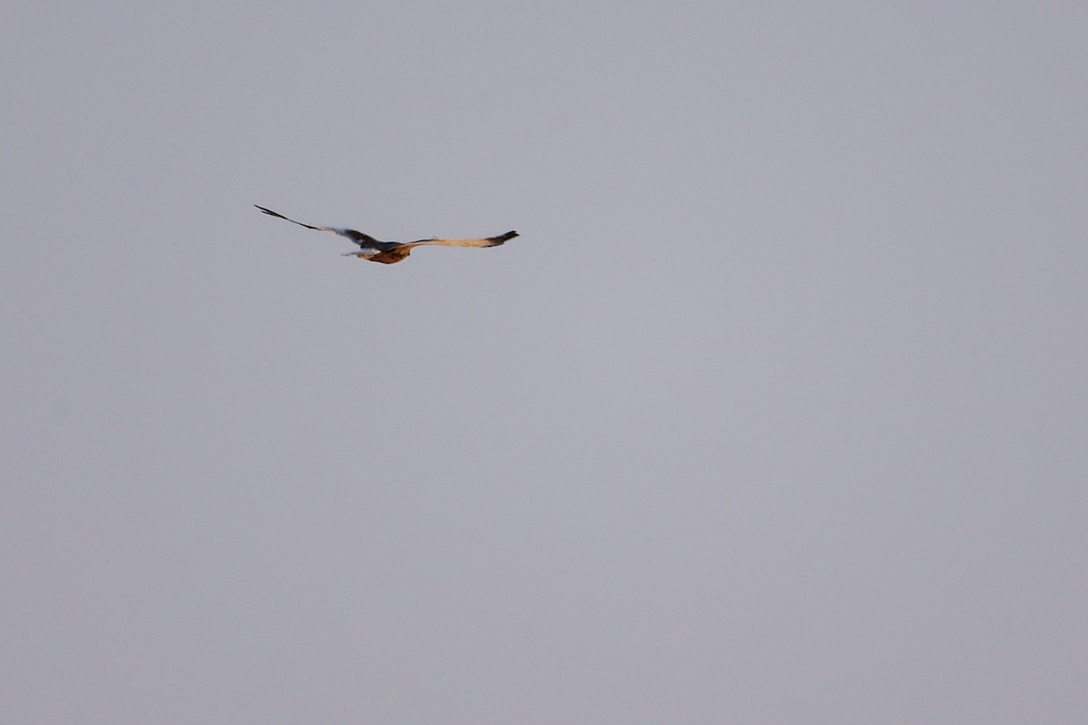 Western Marsh Harrier - ML645153900