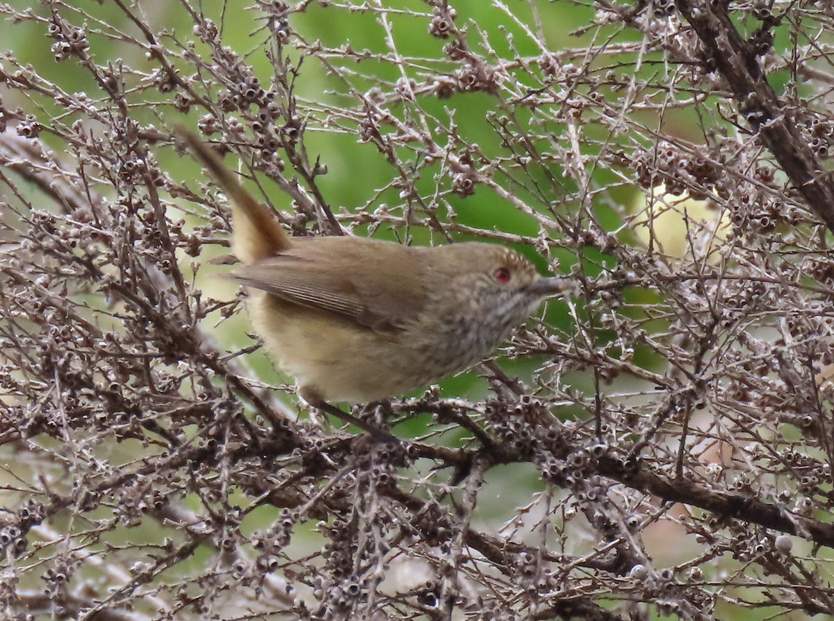 Inland Thornbill - ML645153901