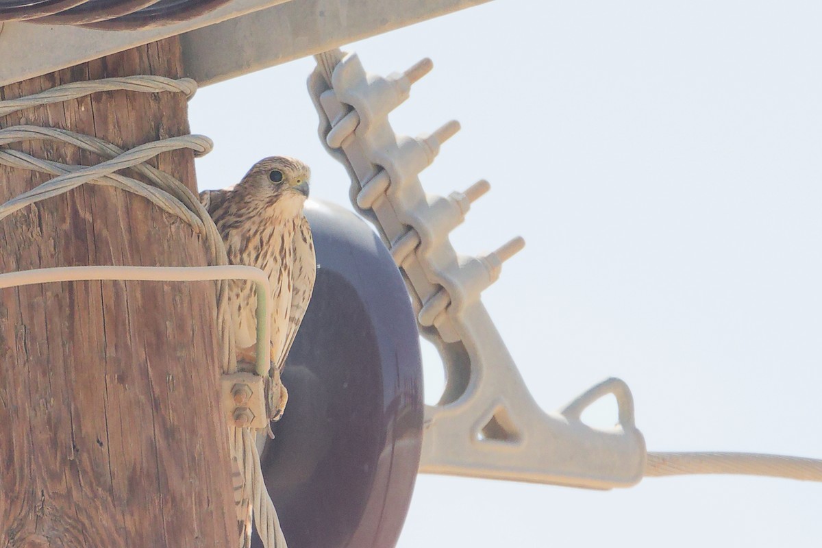 Eurasian Kestrel - ML645153902