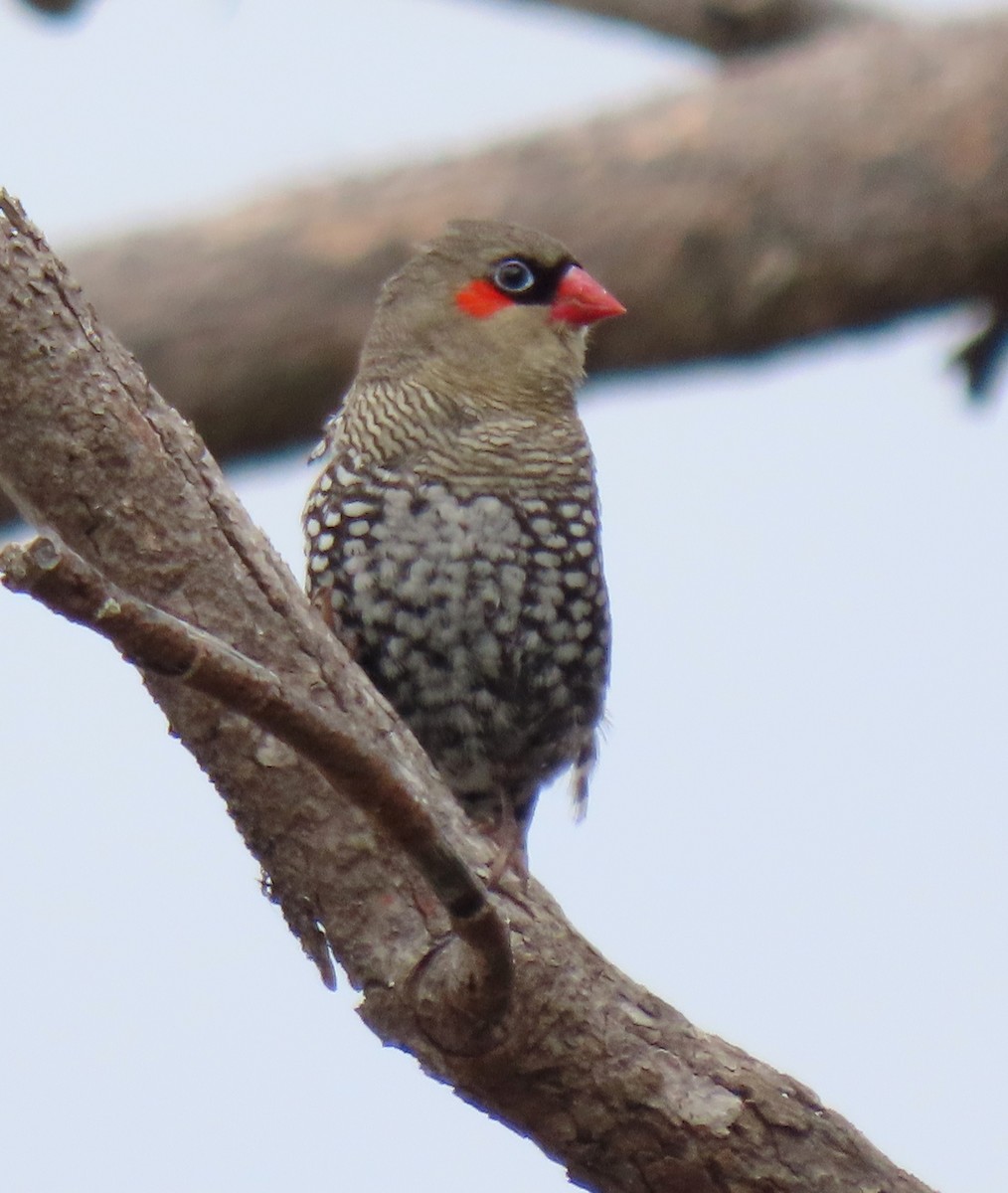 Red-eared Firetail - ML645153903