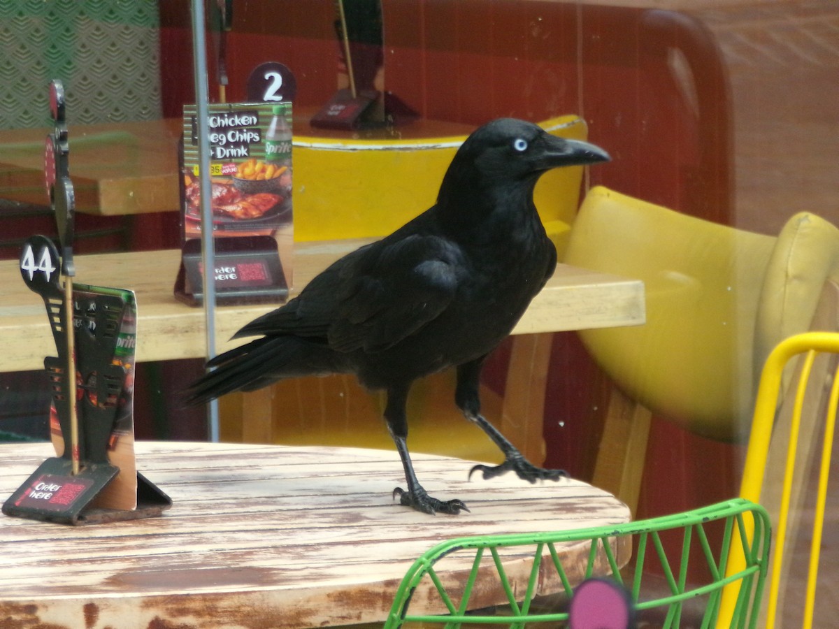 Torresian Crow - ML645153904