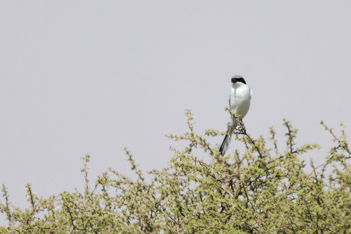 Great Gray Shrike (Arabian) - ML645153905