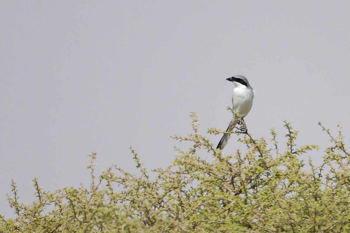 Great Gray Shrike (Arabian) - ML645153906
