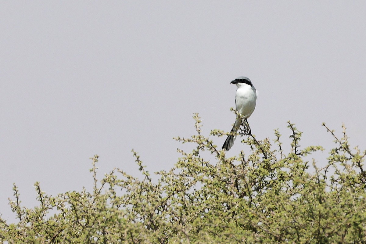 Great Gray Shrike (Arabian) - ML645153907