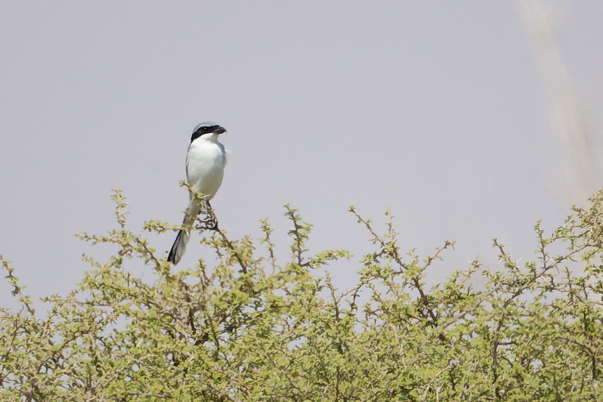 Great Gray Shrike (Arabian) - ML645153908