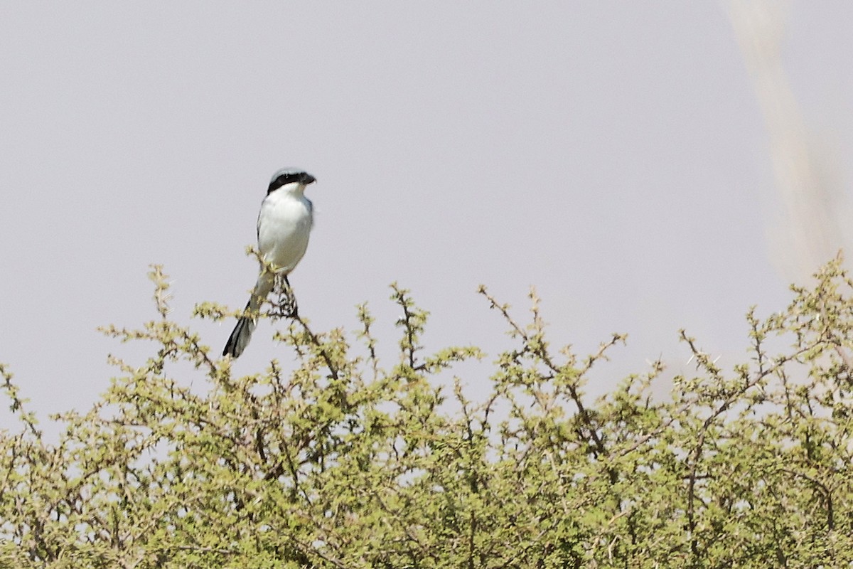 Great Gray Shrike (Arabian) - ML645153909