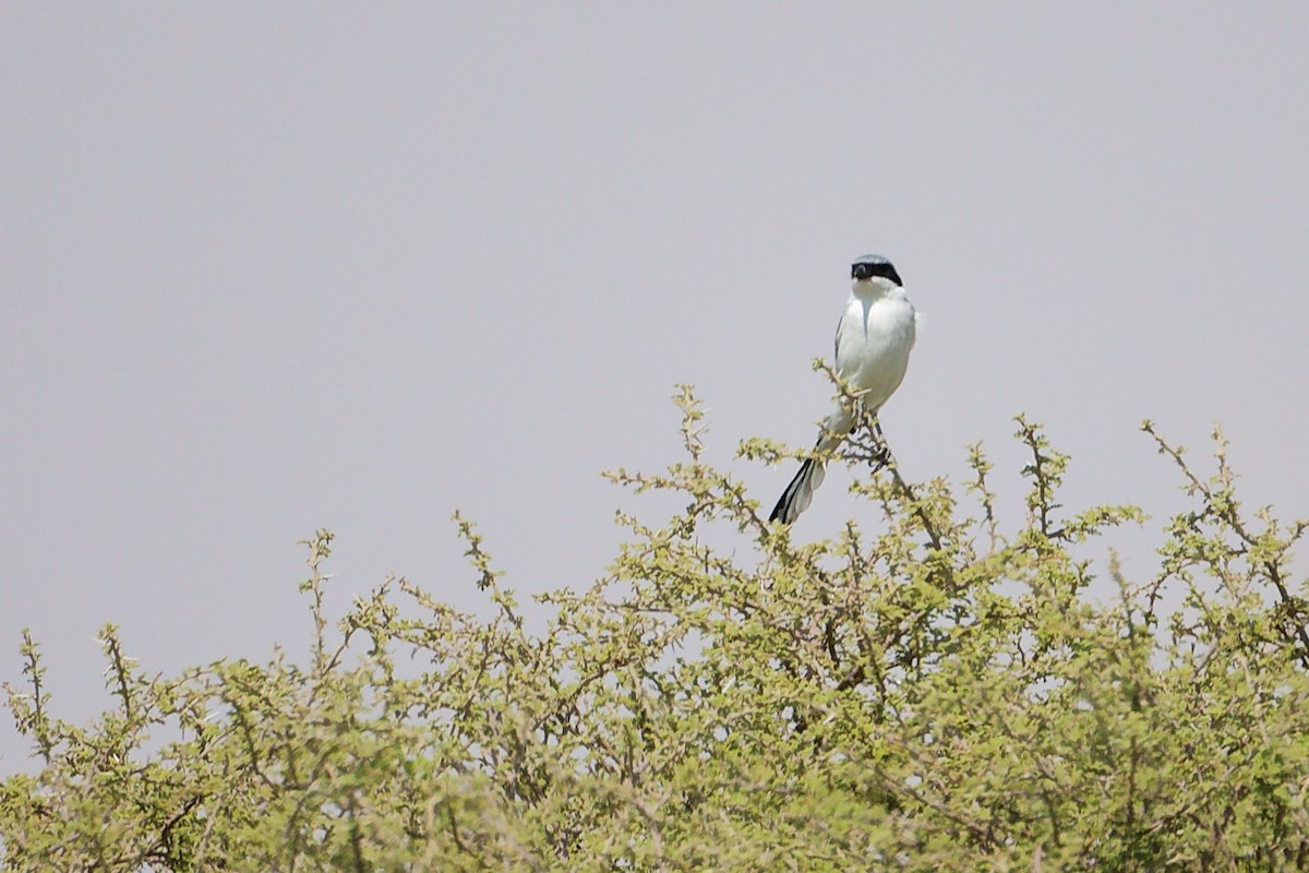 Great Gray Shrike (Arabian) - ML645153910