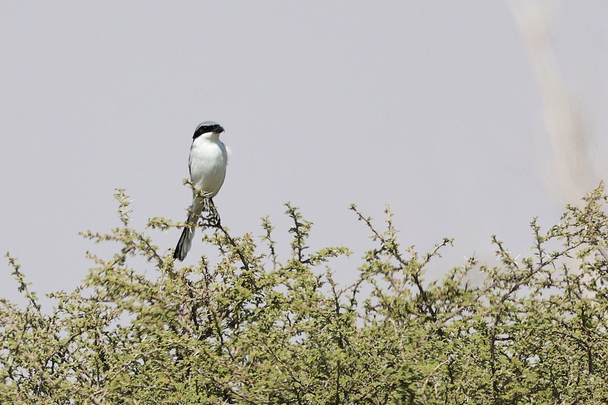 Great Gray Shrike (Arabian) - ML645153912