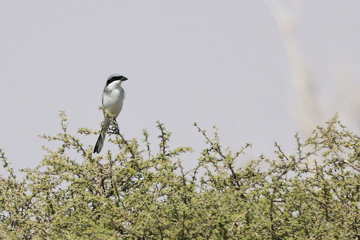 Great Gray Shrike (Arabian) - ML645153913