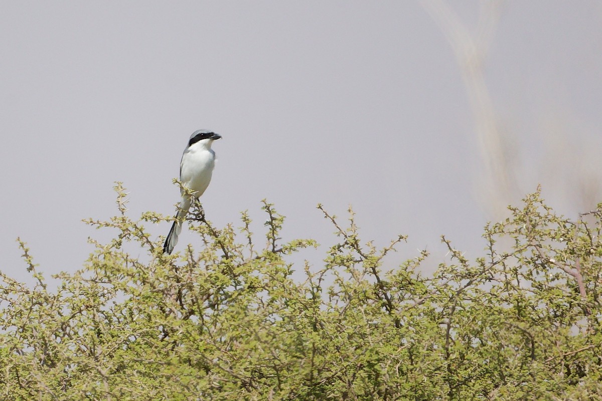 Great Gray Shrike (Arabian) - ML645153914