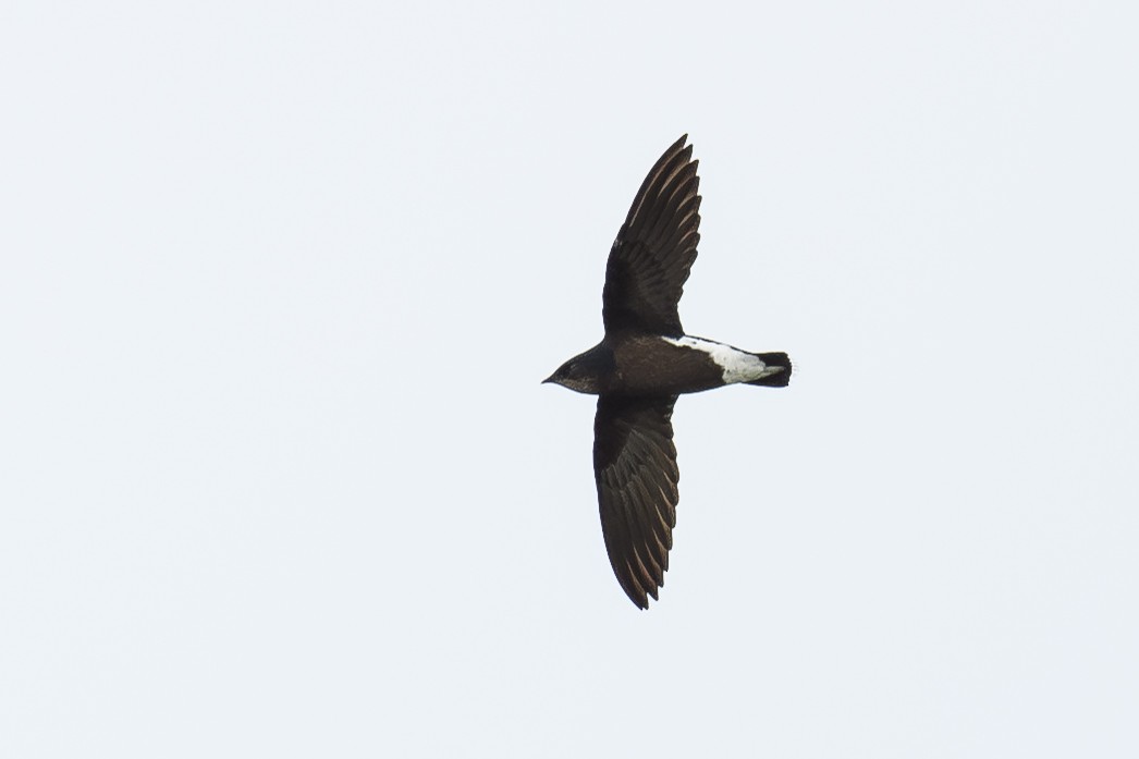 Silver-backed Needletail - ML645153917