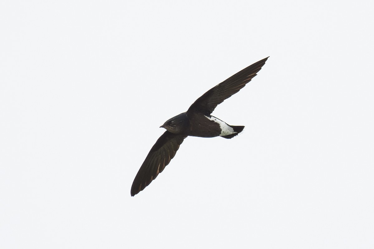 Silver-backed Needletail - ML645153918
