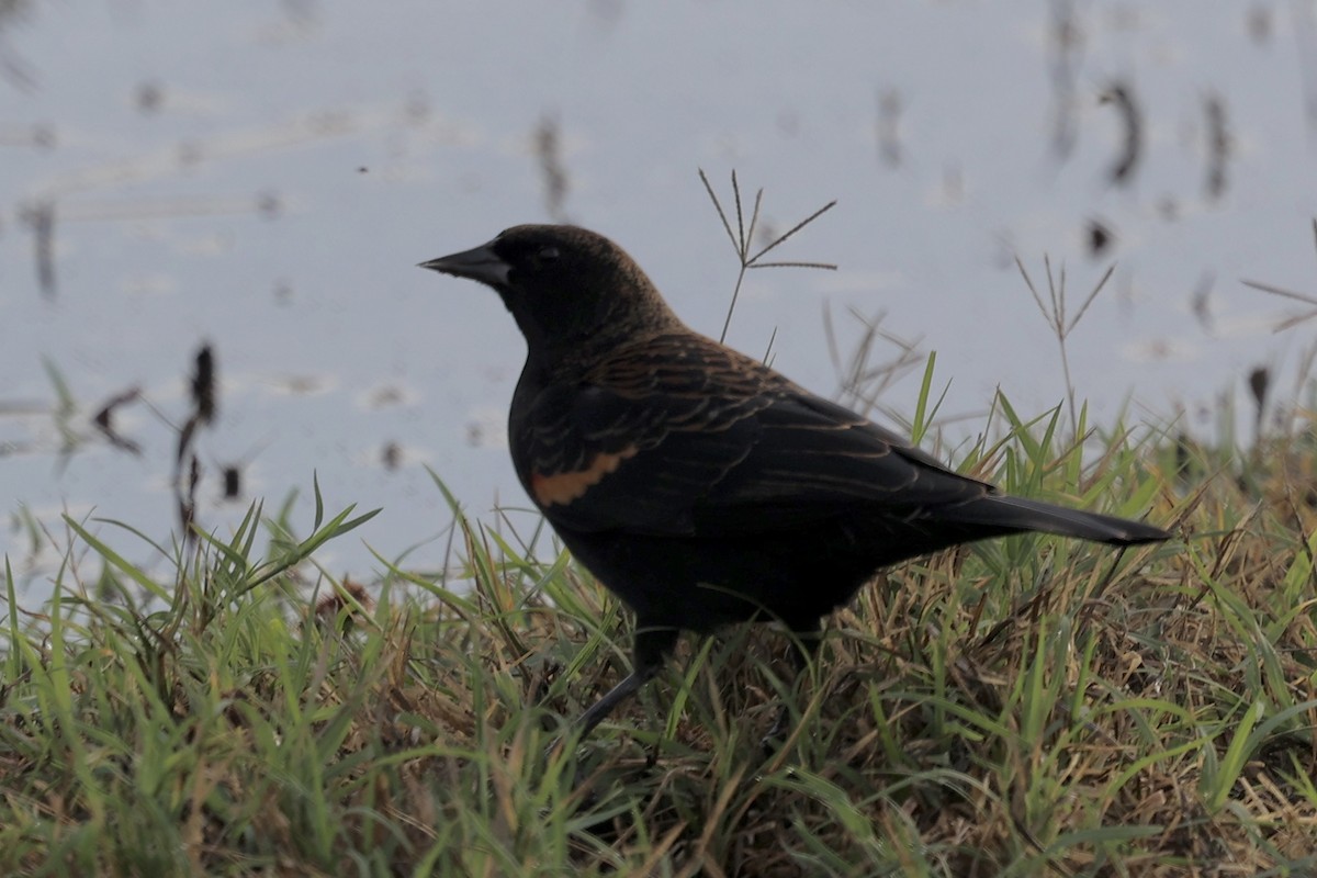 Red-winged Blackbird - ML645153926