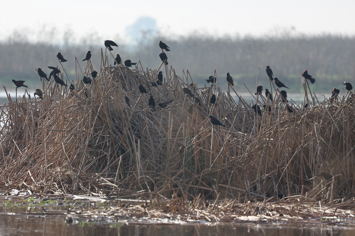 Red-winged Blackbird - ML645153927