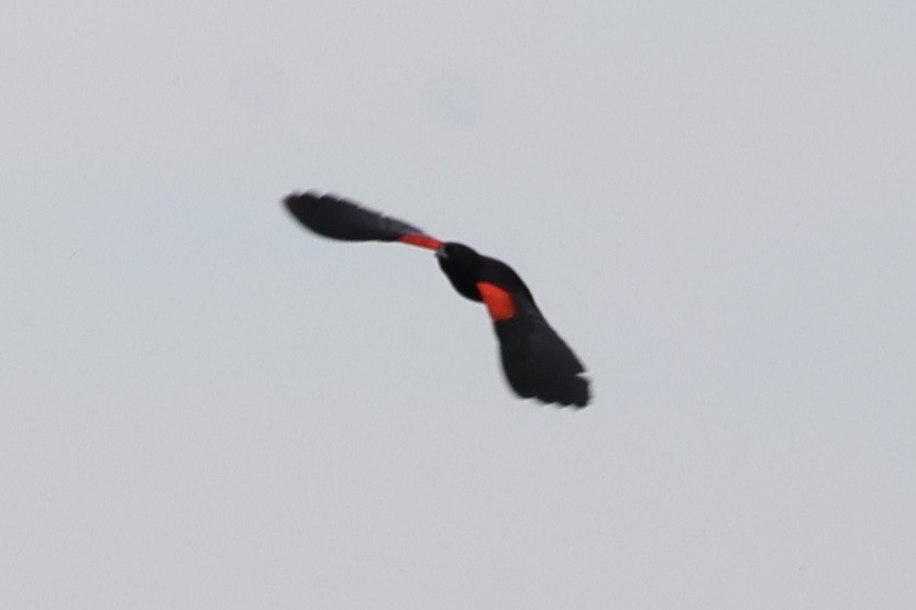 Red-winged Blackbird (California Bicolored) - ML645153935