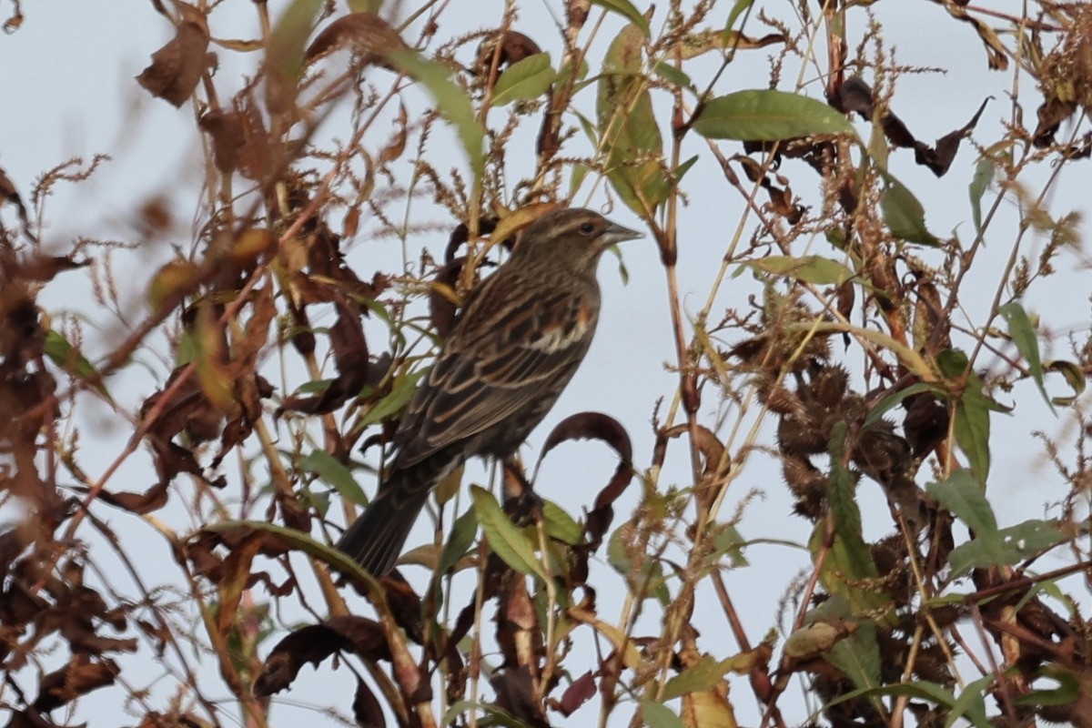 Red-winged Blackbird - ML645153946