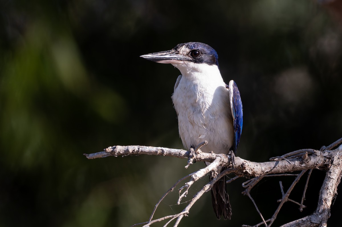Forest Kingfisher - ML645153948