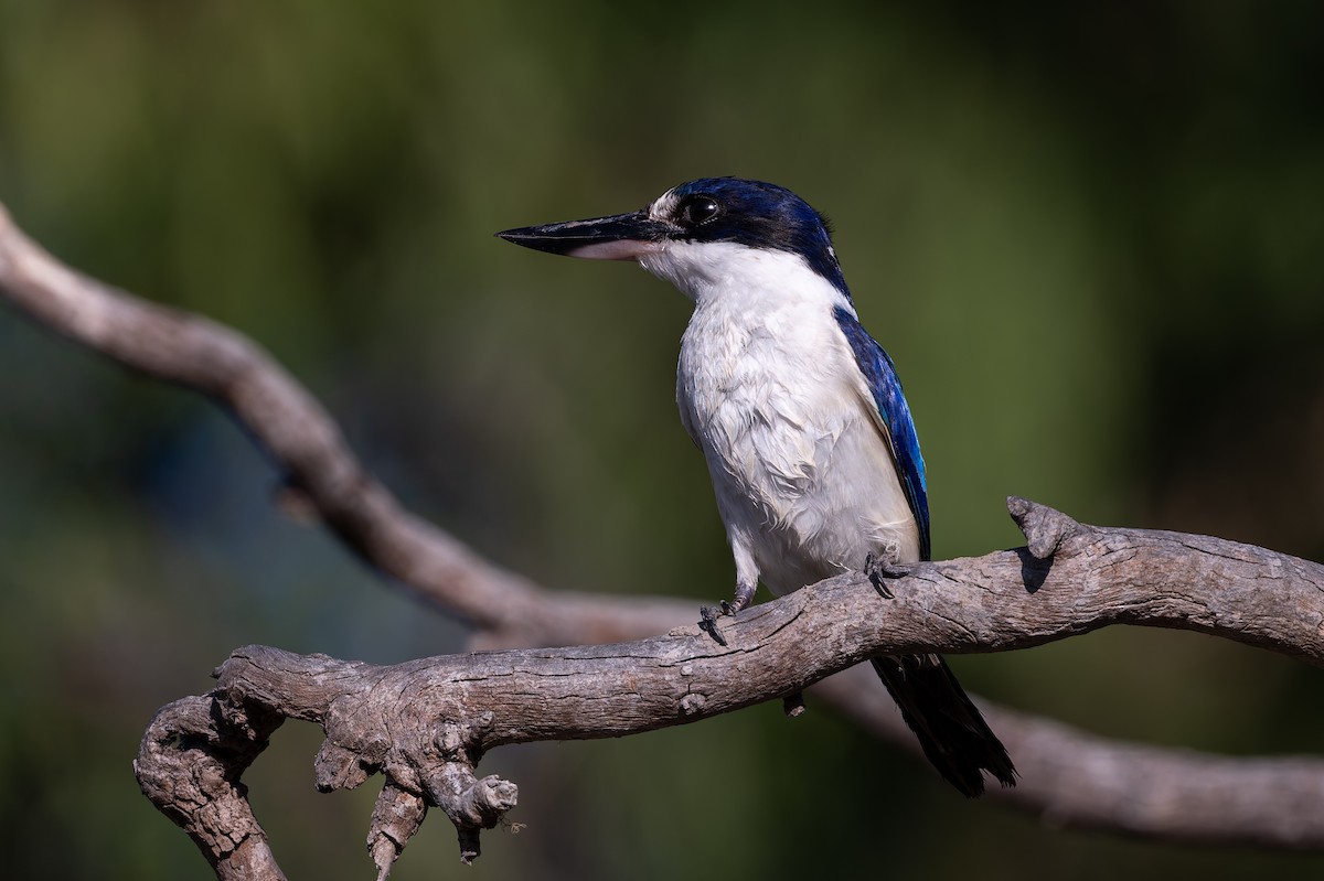 Forest Kingfisher - ML645153949