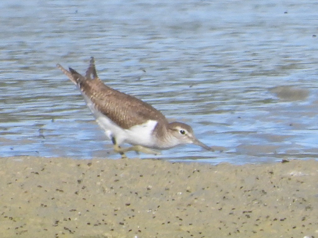 Хайргын хөгчүү - ML645153967