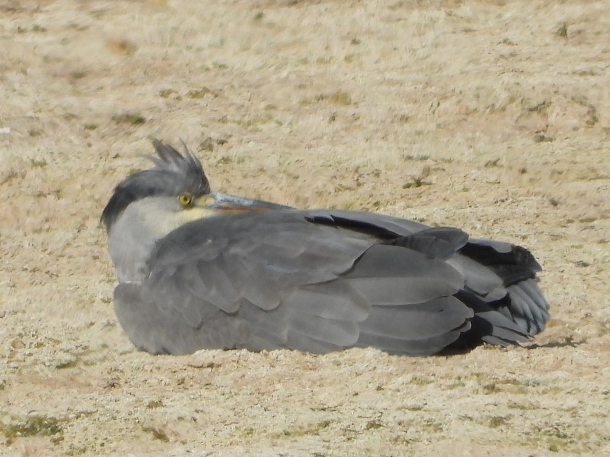 Хөх дэглий - ML645153979