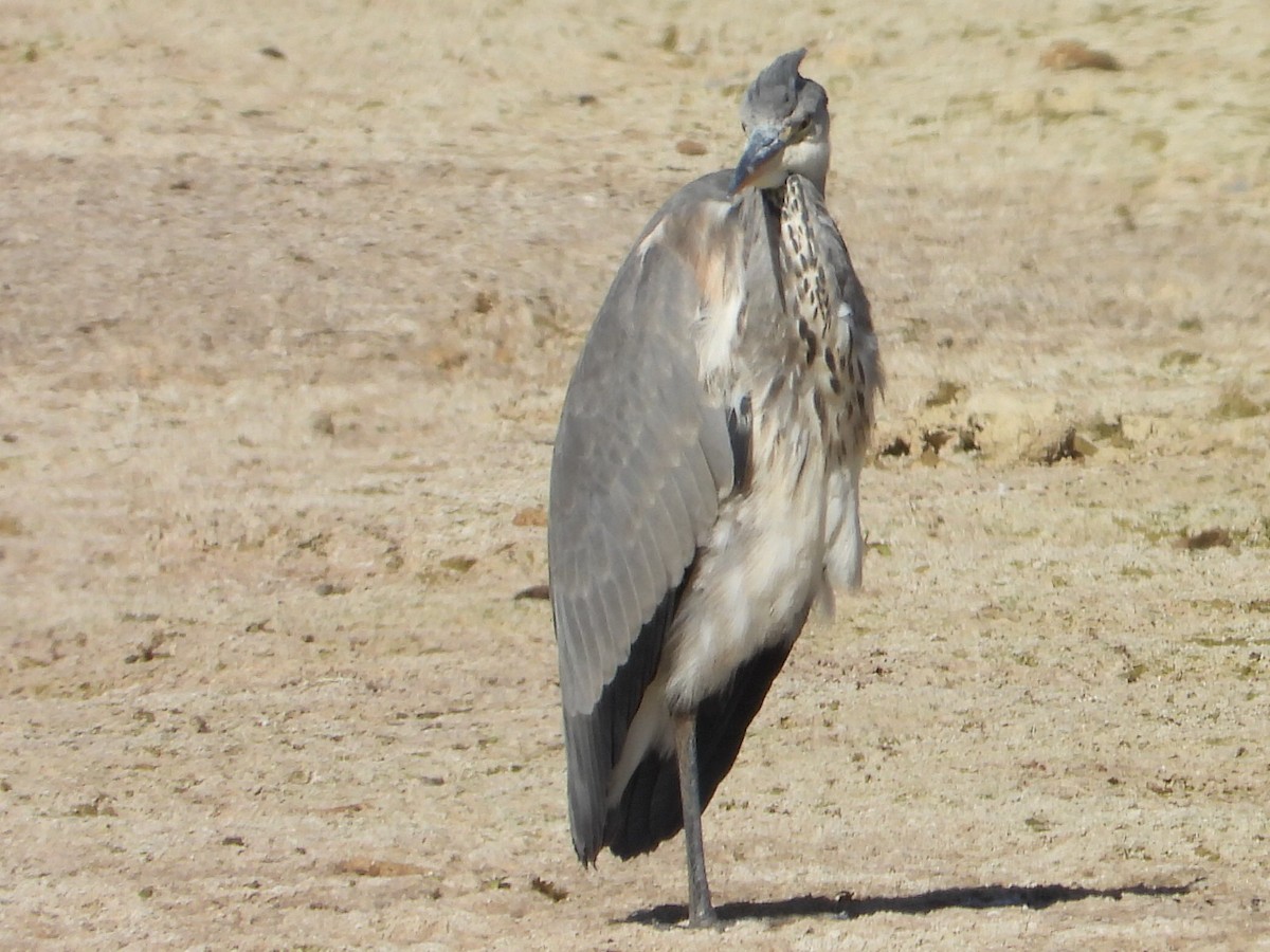 Хөх дэглий - ML645153980