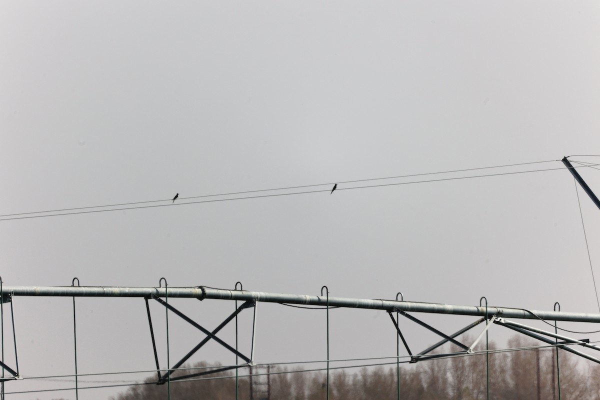 Blue-cheeked Bee-eater - ML645154017