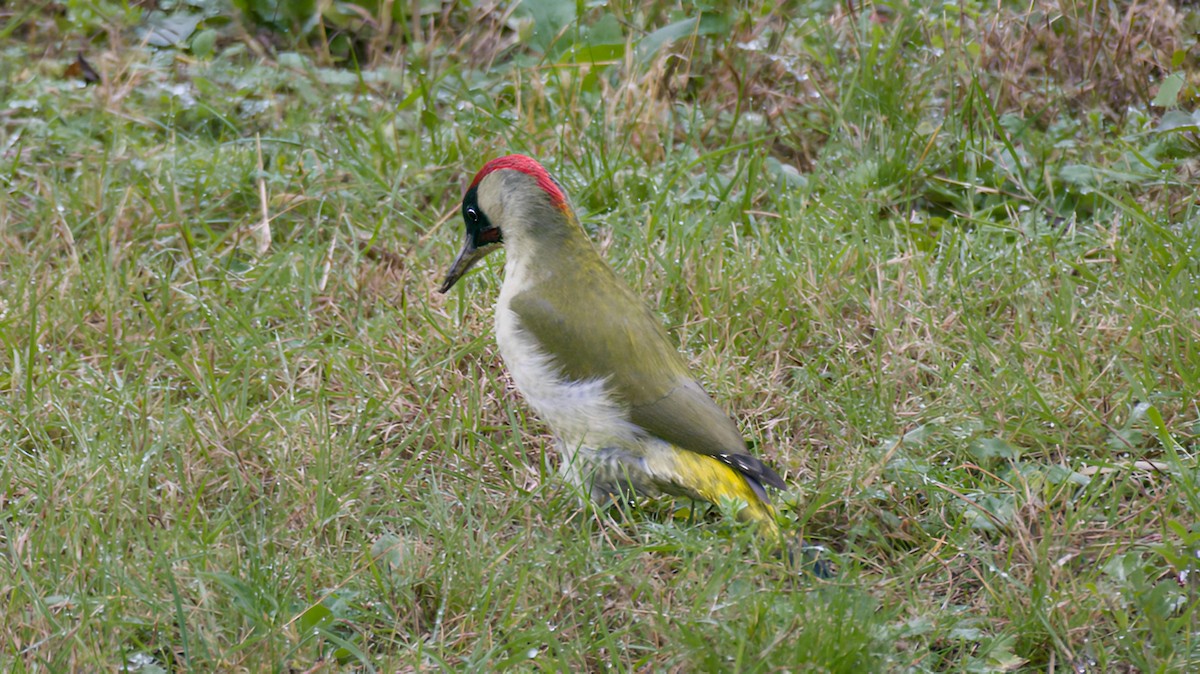 נקר ירוק - ML645154055