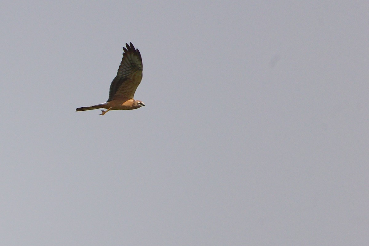 Aguilucho Papialbo - ML645154088