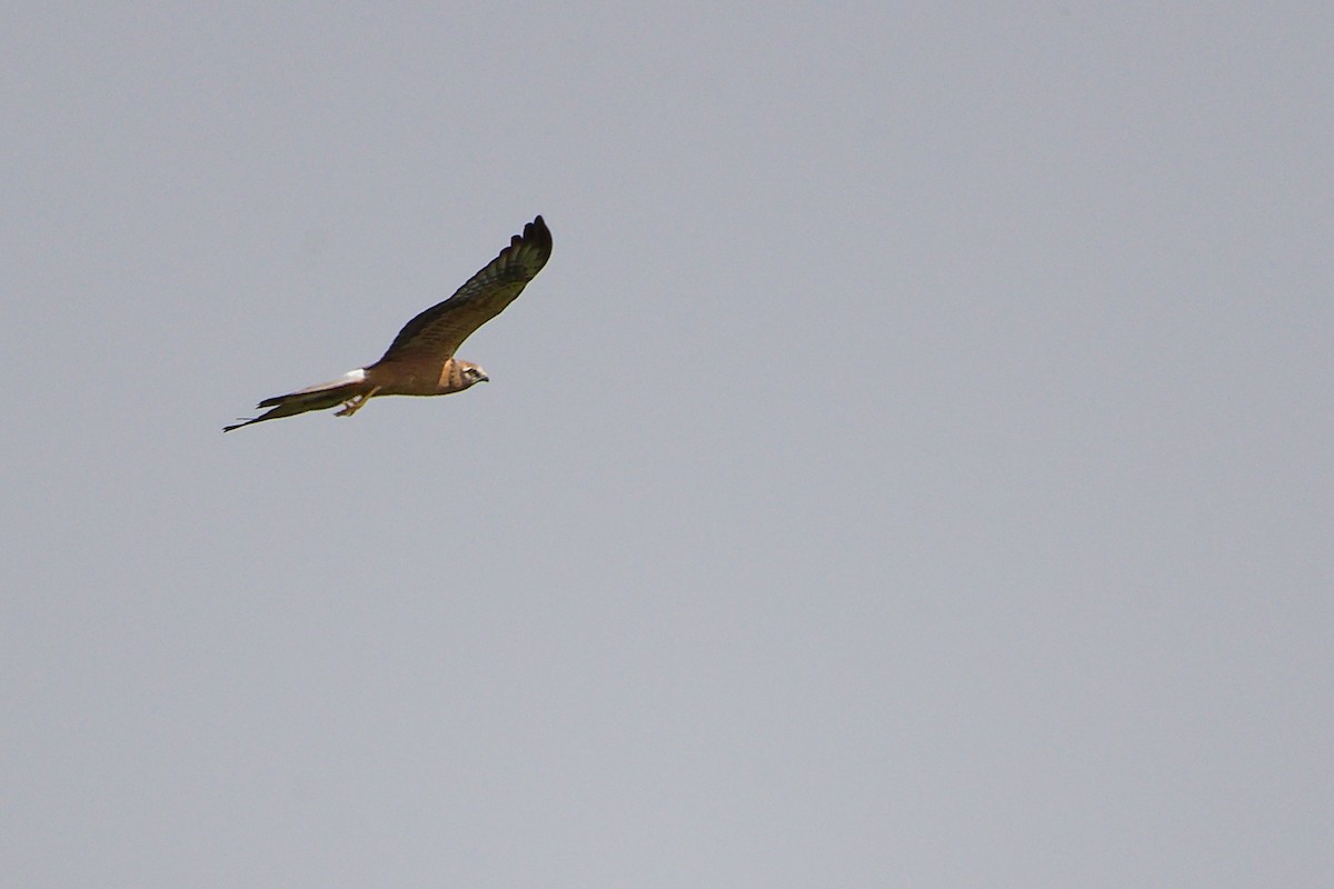 Aguilucho Papialbo - ML645154089