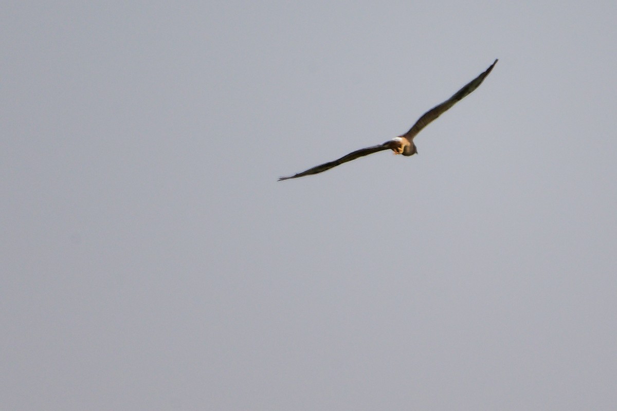 Aguilucho Papialbo - ML645154090