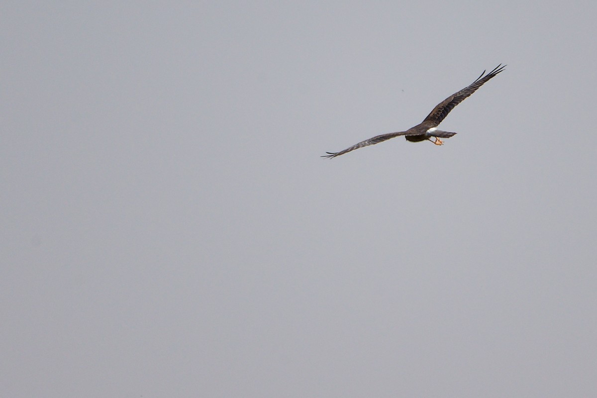 Aguilucho Papialbo - ML645154092