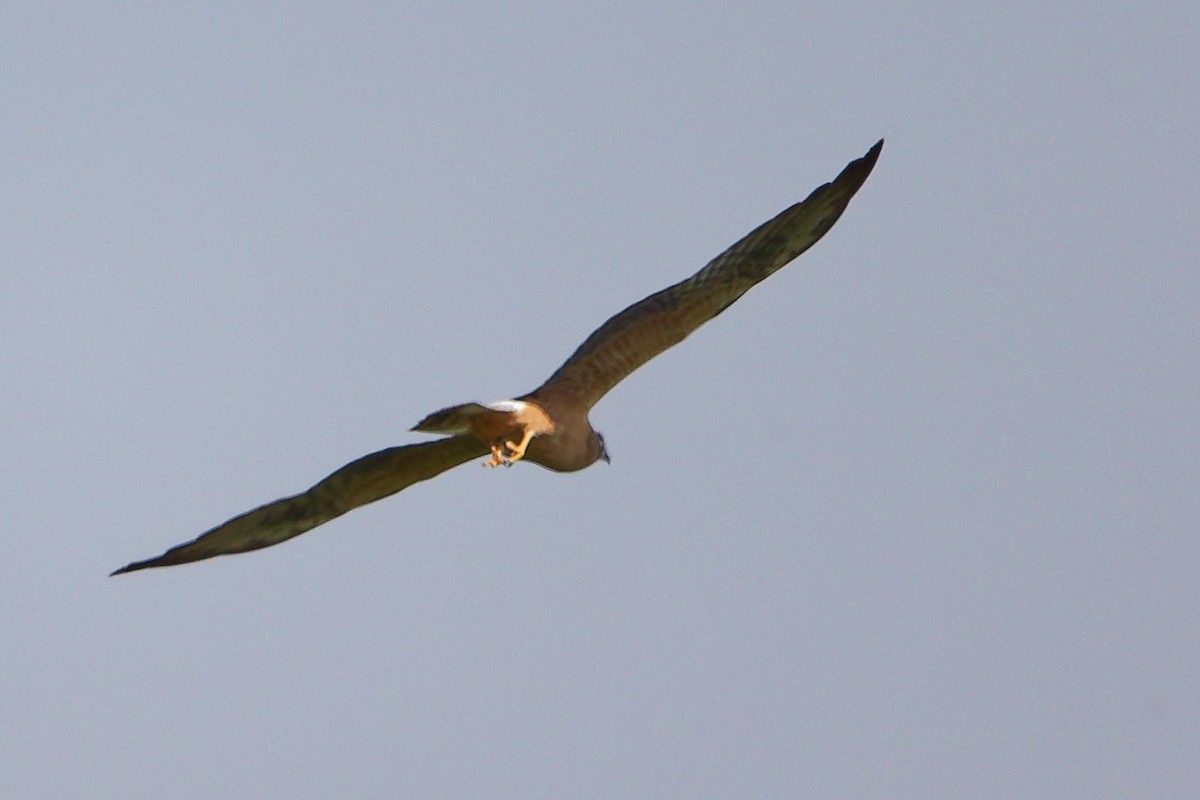 Aguilucho Papialbo - ML645154094